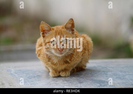 Gatto europeo ritratto. Ritratto di bel gatto. Carino tre colori cat. European Short pelose cat. Ritratto del tricolore gattino. Cute cat. Foto Stock