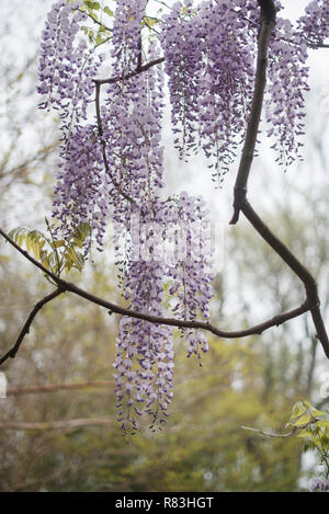 Luminose glicine viola prendere in consegna il Brooklyn Botanical Garden ogni primavera. Foto Stock