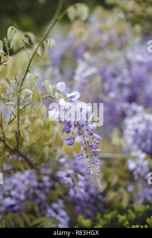 Luminose glicine viola prendere in consegna il Brooklyn Botanical Garden ogni primavera. Foto Stock