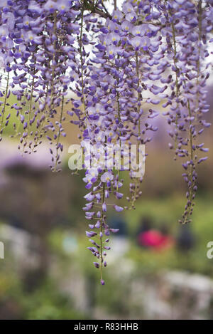 Luminose glicine viola prendere in consegna il Brooklyn Botanical Garden ogni primavera. Foto Stock