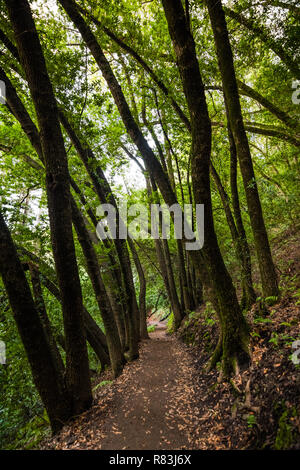 Vista serale del sentiero escursionistico in Villa Montalvo County Park, Saratoga, San Francisco Bay Area, California Foto Stock