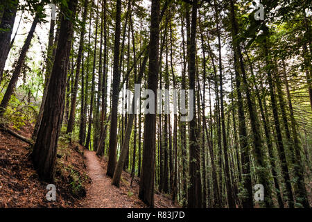 Vista serale del Sentiero escursionistico attraverso una foresta di alberi di sequoia in Villa Montalvo County Park, Saratoga, San Francisco Bay Area, California Foto Stock