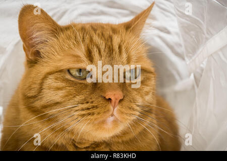 Arance grandi cat in posa per la telecamera mentre in un tunnel di gatto Foto Stock