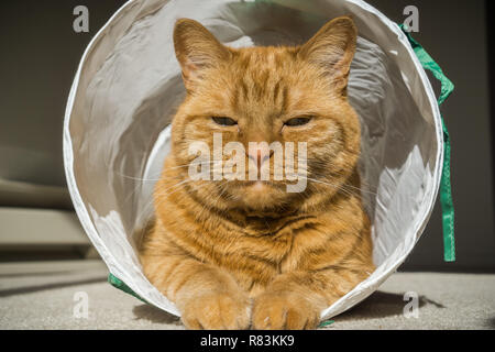 Arance grandi cat in posa per la telecamera mentre in un tunnel di gatto Foto Stock