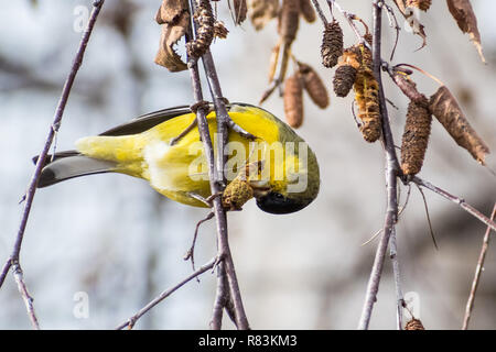Minore maschio Cardellino (Spinus psaltria), appeso ad un albero di betulla ramo e mangiare i semi in inverno, South San Francisco Bay Area, California Foto Stock