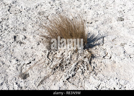 Erba secca nel prosciugato Lago di letto di Naxi Pan, Nxai Pan National Park, Botswana Foto Stock