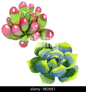 Incredibile succulenti. Floreale di fiori botanica. Acquerello illustrazione dello sfondo impostato. Aquarelle del disegno a mano succulente isolato. Foto Stock