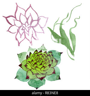 Incredibile succulenti. Floreale di fiori botanica. Acquerello illustrazione dello sfondo impostato. Aquarelle del disegno a mano succulente isolato. Foto Stock