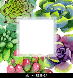 Incredibile succulenti. Floreale di fiori botanica. Acquerello illustrazione dello sfondo impostato. Cornice quadrata. Aquarelle del disegno a mano succulenti. Foto Stock