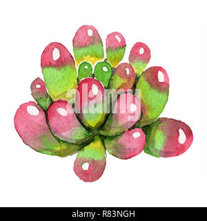 Incredibile succulenti. Floreale di fiori botanica. Acquerello illustrazione dello sfondo impostato. Aquarelle del disegno a mano succulente isolato. Foto Stock