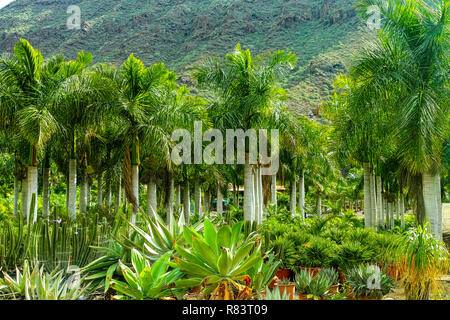 Filari di palme di cocco e diverse piante succulente in vendita nel negozio Giardino, piantagione di piante da appartamento e decovative piante per giardini e parco Foto Stock