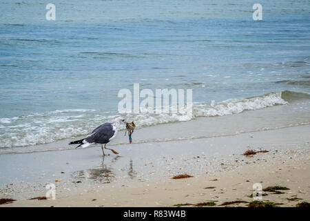 Un grande nero-backed Gull passeggiando in Fort Myers, Florida Foto Stock