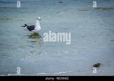 Un grande nero-backed Gull passeggiando in Fort Myers, Florida Foto Stock