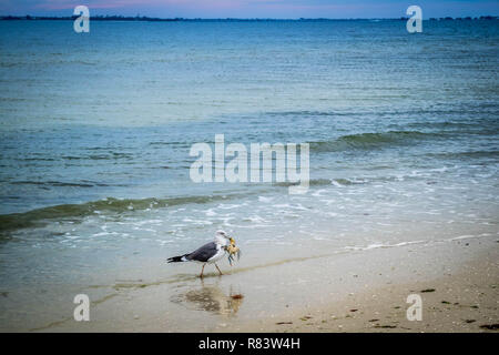 Un grande nero-backed Gull passeggiando in Fort Myers, Florida Foto Stock