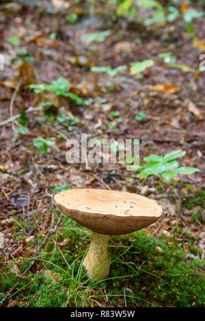 Bolote fungo, Algonquin Provincial Park, Ontario, Canada Foto Stock
