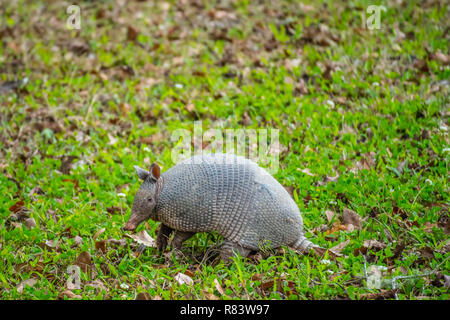 Un piccolo simpatico Armadillo in Abbeville, Louisiana Foto Stock