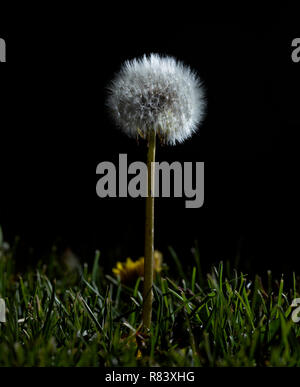 Mentre fuori una notte ho fotografato questo tarassaco utilizzando alcuni flash di riempimento. Si era recato attraverso la fase di fioritura ed è adesso in fase di sementi. Foto Stock