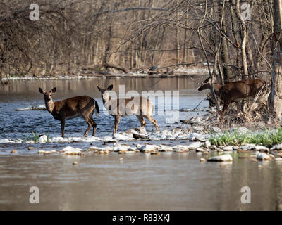 Sul retro di mia proprietà in Virginia USA, ho fotografato questi culbianco cervi attraversando una piega nella forcella del nord fiume Shenandoah. Hanno spostato lo lenta Foto Stock