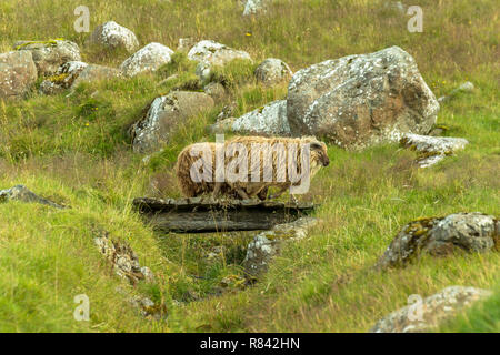 Islandese di pecore passando piccolo ponte nel paesaggio panoramico in Islanda Foto Stock