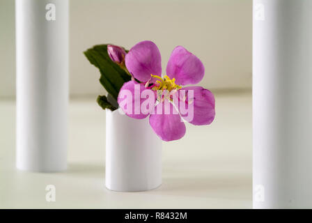 Fiori viola sul pilastro tra le altre colonne bianche Foto Stock