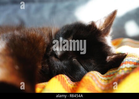 Il cioccolato gatto dorme sul divano. Un gatto rilassato e tesa la sua zampata vicino. Un color cioccolato gatto dorme su una coperta di giallo. Il sole riscalda il c Foto Stock