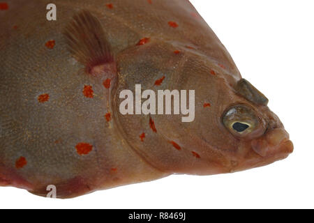 La Passera di mare Pleuronectes platessa Foto Stock