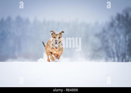 L'American Pit Bull Terrier correre e giocare nella neve Foto Stock