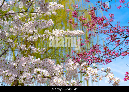 La fioritura dei ciliegi in Primavera, a Tokyo, Giappone. Foto Stock