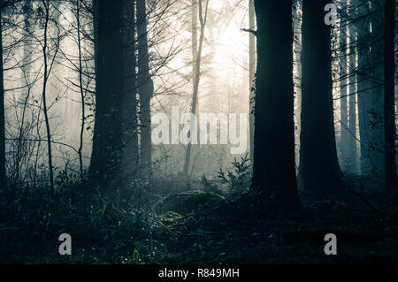 Una scura foresta magica con alberi stagliano contro la luce solare su una atmosferica inverni nebbioso giorno. Foto Stock