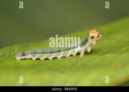 Sawfly larva (Nematinus luteus) strisciando lungo la foglia di ontano. Tipperary, Irlanda Foto Stock