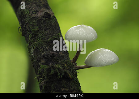 Due funghi di porcellana (Oudemansiella mucida) che crescono dal ramo del faggio. Tipperary, Irlanda Foto Stock