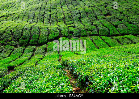 Le piantagioni di tè in Cameron Highlands, Pahang, Malaysia Foto Stock
