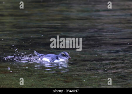 Fiordland pinguino crestato, Milford Sound, Isola del Sud, Fiordland, Nuova Zelanda Foto Stock