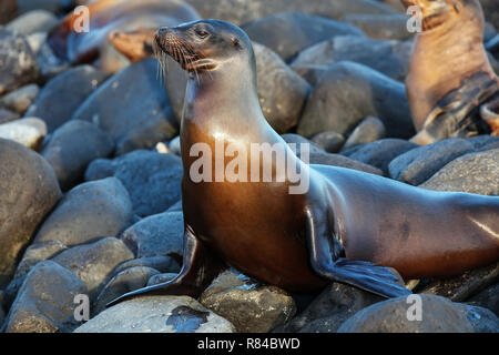 Le Galapagos Sea Lion in appoggio sulle rocce al punto Suarez, all'Isola Espanola, Galapagos National Park, Ecuador. Questi leoni di mare esclusivamente di razza nella Galap Foto Stock