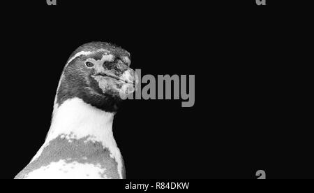 Un pinguino di Humboldt in bianco e nero isolato su sfondo nero Foto Stock