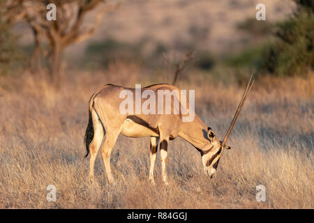 Comune oryx beisa (Oryx beisa) in Kenya, Africa Foto Stock