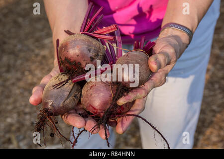 Donna che mantiene appena raccolto di barbabietole. (MR) Foto Stock