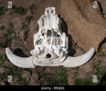 Sbiancato teschio di mucca con le corna e denti, parte inferiore Foto Stock