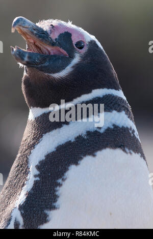 Magellanic penguin ritratto punta tombo Penisola Valdes argentina Foto Stock