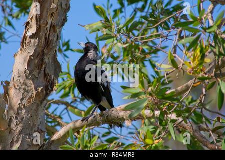 Australian gazza (Gymnorhina tibicen) seduto su un ramo di albero Foto Stock