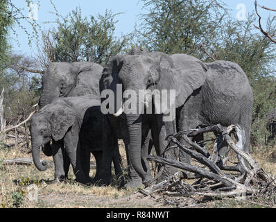 Piccolo gruppo di elefante in secco di Okavango Delta, Botswana Foto Stock