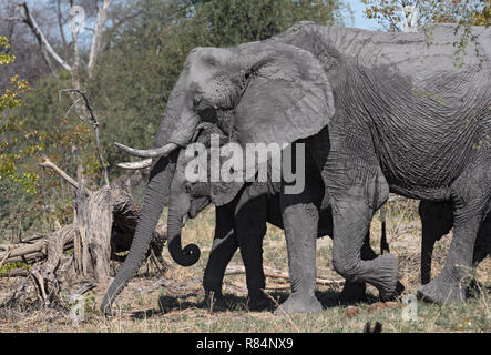 Piccolo gruppo di elefante in secco di Okavango Delta, Botswana Foto Stock