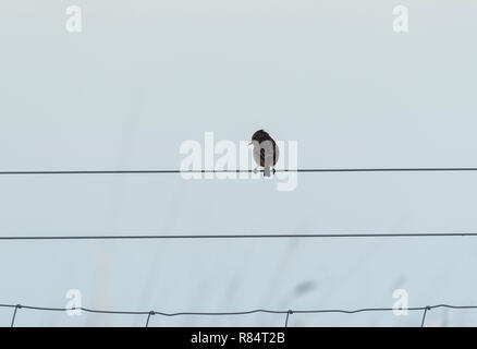 Femmina (Stonechat Saxicola rubicola) appollaiato sul filo Foto Stock