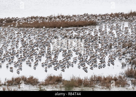 Gregge su sleeping Dunlin (Calidris alpina) su un nuvoloso giorno Foto Stock