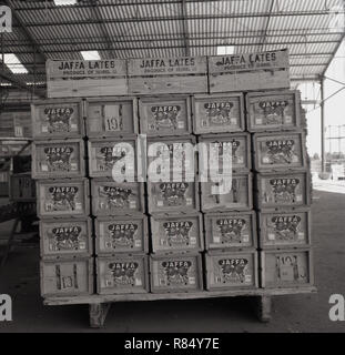 Degli anni Cinquanta, storico, scatole di legno di Jaffa Pardess arance tardive selezionato, al sacco su un carrello all'interno di un magazzino pronto per l'esportazione, Israele. Il jaffa arancione (noto anche come Shamouti arancione) è stato un popolare prodotto di esportazione come aveva pochi semi e una pelle dura.Il nome deriva dalla città di porto di jaffa dove è stato prodotto per la prima volta per l'esportazione. Essi sono stati sviluppato dagli agricoltori in Palestina ottomana e in questa epoca la Orange sono state confezionate singolarmente in luce le scatole di legno. Foto Stock