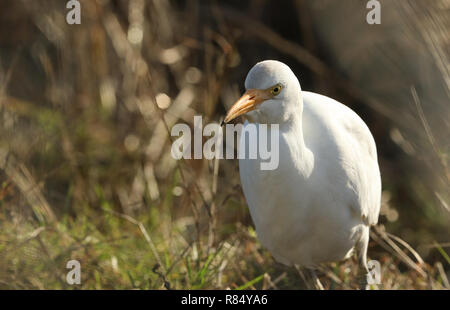 Un bellissimo Airone guardabuoi (Bubulcus ibis) a caccia di cibo in un campo dove le mucche pascolano nel Regno Unito. Foto Stock