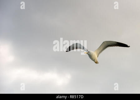 Sea Gull vola nel cielo sopra il mare Foto Stock