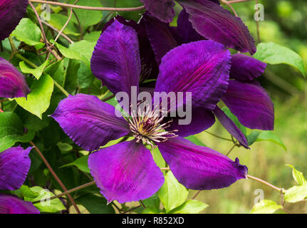 Fiore del deciduo Clematis hybrid cv. Clematis x Jackmanii superba. Una tipica singola tipo grande clematide in fiore. Foto Stock