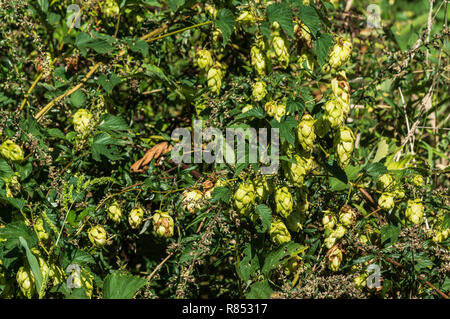 Luppolo (Humulus lupulus) che cresce selvaggio, e in fiore, sul bordo di un legno. Sud-ovest Francia. Foto Stock