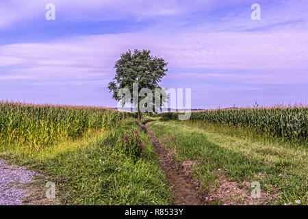 Un lone tree circondato da coltivazioni di mais. Foto Stock